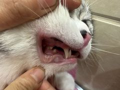 -北京观赏动物医院·24小时大型综合·猫专科·异宠专科
