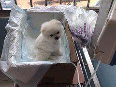 -瑞派福兴宠物医院犬猫全科·骨科·中西医结合(河东店)