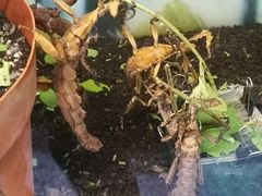 -上海大自然野生昆虫馆(东方明珠·爬宠昆虫探索中心)