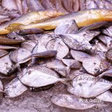 魔都能实现海胆自由的超人气龙虾店