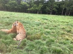 -横道河子东北虎林园