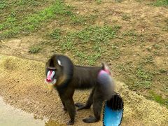 -杭州野生动物世界