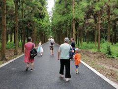 -东平国家森林公园