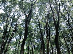 -铁山坪森林公园