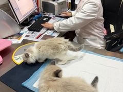 -瑞派名望志远动物医院·猫科·內科·异宠专科(直港大道店)