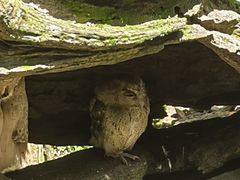 -普洱太阳河森林公园