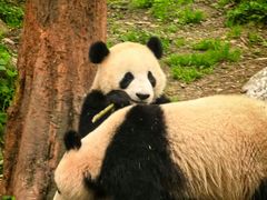 -都江堰中华大熊猫苑