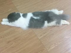 -李小姐の猫咖啡馆(五角场店)