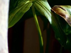 -暮晚尘香汉服旗袍