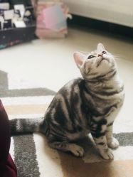 -飛凡TATTOO纹身•原创