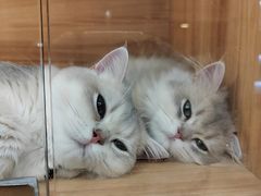 -猫十亿·布偶金渐层·曼基康矮脚猫舍(青年路店)