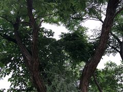 -盘龙城国家考古遗址公园