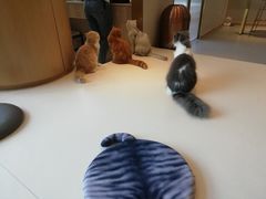 -飞行喵MR PILOT|猫舍·猫咖(静安大融城店)