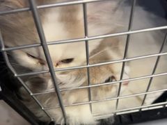 -伟伟宠物医院·瑞派猫友好医院·猫科(光谷店)
