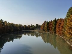 -上海海湾国家森林公园