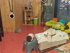 -和它·交个朋友·狗咖猫咖(爱琴海店)