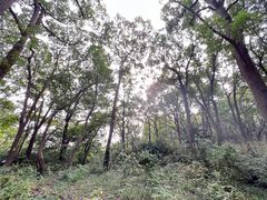 -苏州上方山国家森林公园