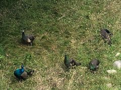-北京麋鹿生态实验中心