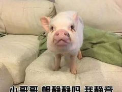 -碧海金沙
