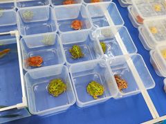 -中环花鸟鱼虫市场