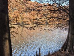 -上海海湾国家森林公园