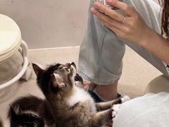 -共舞时光猫咖·狗咖(新街口店)