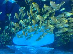 -太平洋海底世界