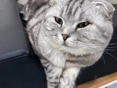 -佳怡动物医院·平价24小时·猫专科骨外科