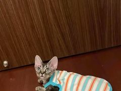 -山宅一喵德文卷毛猫舍