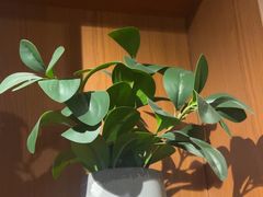 -梵猫·新养生(福州万象城店)