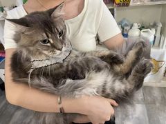 -楼上猫咖(罗湖店)