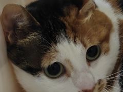 -瑞鹏宠物医院·宠保定点·心脏科·内科(御桥分院)