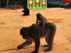 -岚山猴子公园