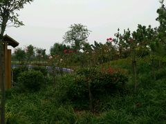 风景-灵山莲花公园-温泉度假区