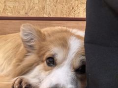 -和它·交个朋友·狗咖猫咖(爱琴海店)