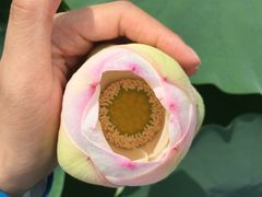 -白洋淀景区