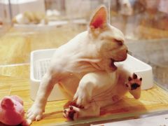 -狗道宠物(常熟印象城店)