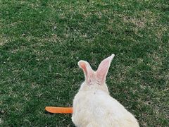 -田园东方蜜桃村的田野营地