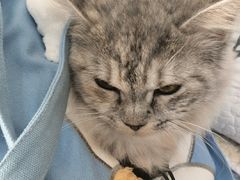 -全心全意连锁动物医院(加州店)