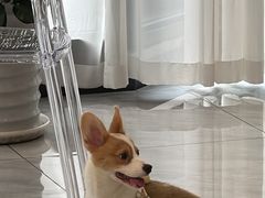 -安安宠医·臻爱宠物医院·宠保定点(营门口路分院)