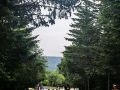 -五营红松林海景区