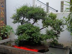 -怡得观滇餐厅·地道昆明菜·1996(海埂大坝店)