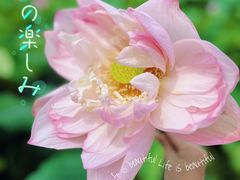 -洪湖生态旅游区