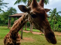 -海南热带野生动植物园