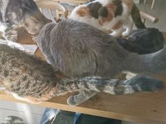 -平行世界·猫咖(首经贸店)