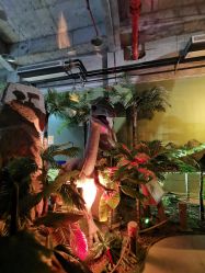 -恐龙探索乐园(磁器口店)