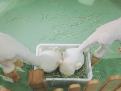 -藦茜花园宠物主题亲子互动体验馆(国顺东路店)