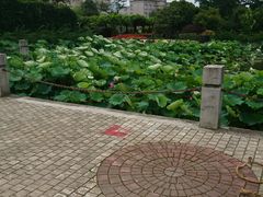 -嘉定紫藤园