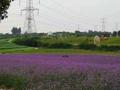 -紫颐香薰山谷景区