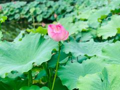 -陈家山荷花公园